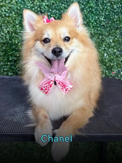 Chanel, spitz caramelo com laço rosa, depois do banho e tosa