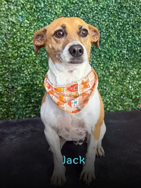 Jack, cachorro de pelo curto com bandana laranja