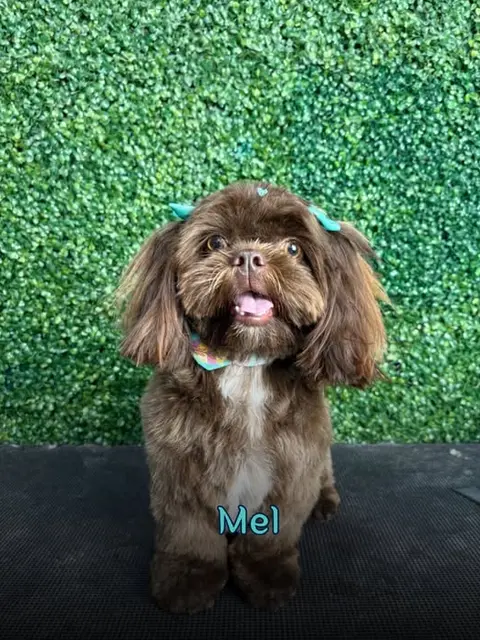 Mel, cachorrinha de pelo marrom com presilhas azuis