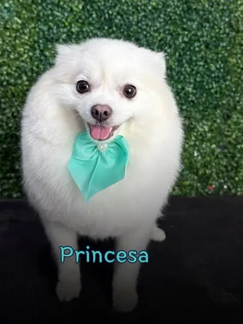 Princesa, spitz branca com laço verde-água